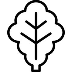 生菜