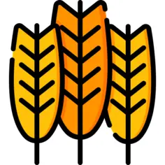Wheat
