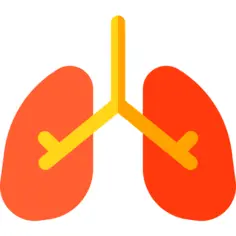 Lungs
