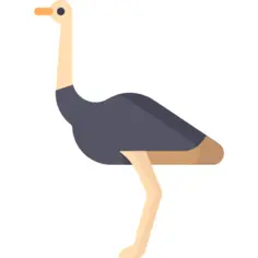 Ostrich