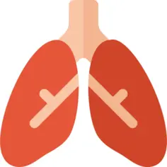 Lungs