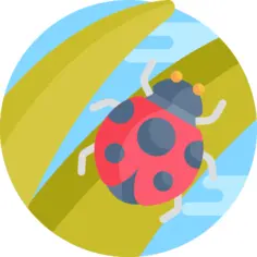Ladybug
