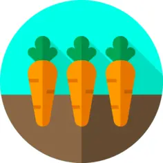 Carrots