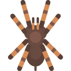 Tarantula