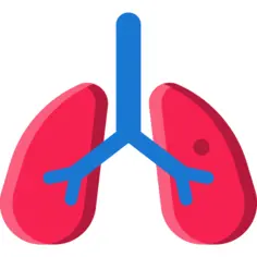 Lungs