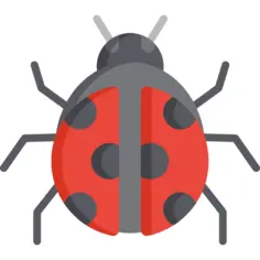 Ladybug