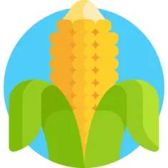 Corn