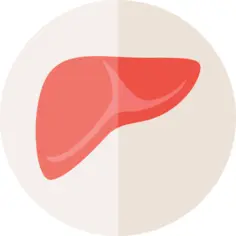 Liver