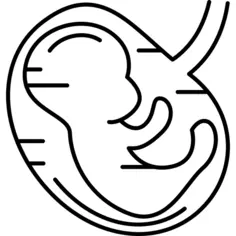 Human Fetus