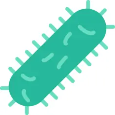 Bacteria