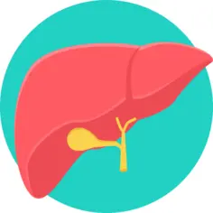 Liver