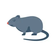 Rat