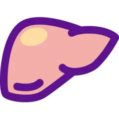Liver