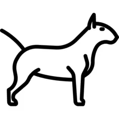 Bullterrier