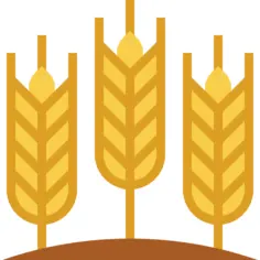 Wheat