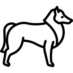 Collie
