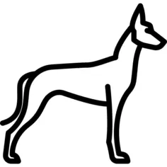 Pharaoh Hound