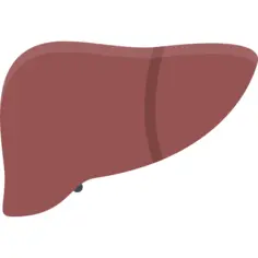 Liver