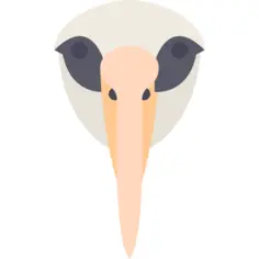 Albatross