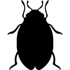 Insect bed bug shape