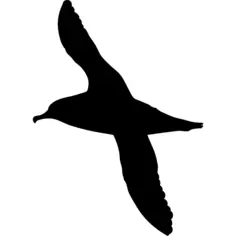 Albatross bird shape