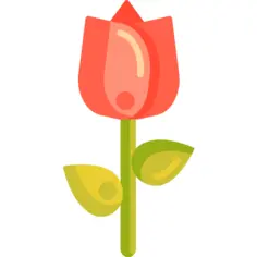 Tulip