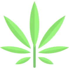 Cannabis