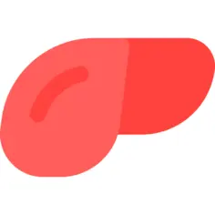Liver