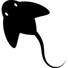 Manta Ray