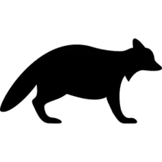Raccoon Facing Right