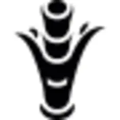 日本竹子植物生长