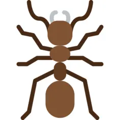 Ant