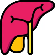 Liver