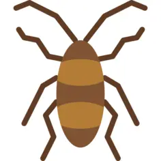 Cockroach