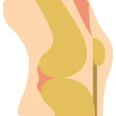 Knee
