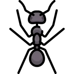 Ant