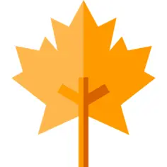 Maple leaf