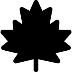 Maple leaf