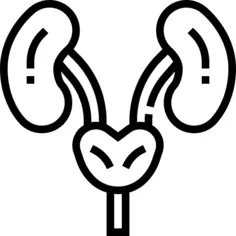 Kidneys