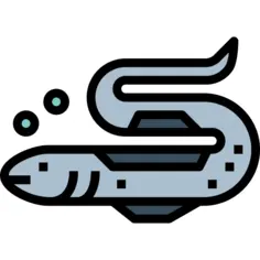 Eel