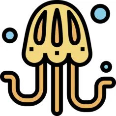 Jellyfish