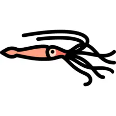 Squid