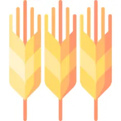 Wheat