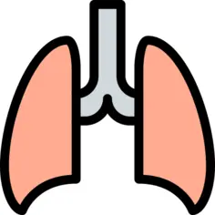 肺