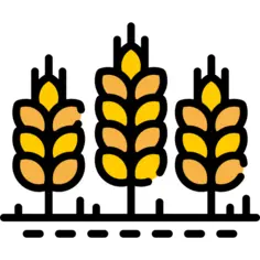 Wheat
