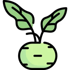 Kohlrabi