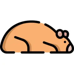 Hamster