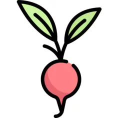 Radish