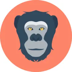 Chimpanzee