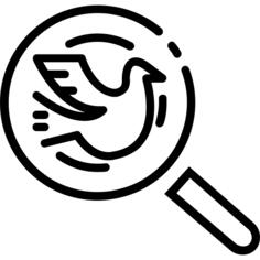 鸽子